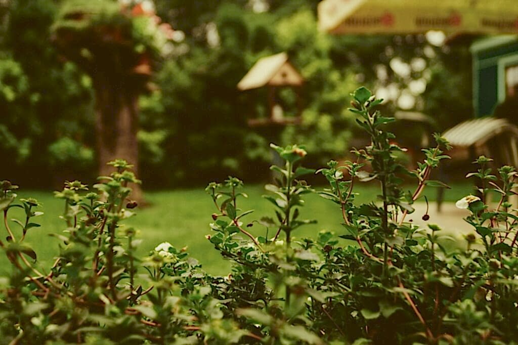 Setting Up Your Kitchen for Fresh Garden Cooking